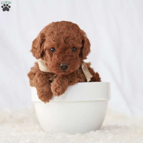 Maverick, Toy Poodle Puppy